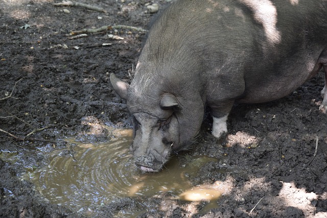 姆巴佩的转 姆巴佩的转
